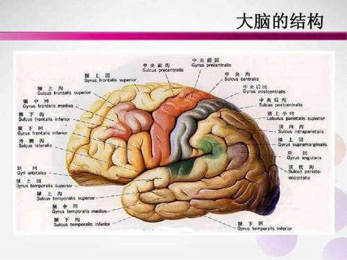 脑部结构图片