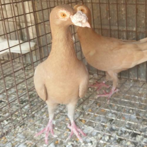 大鼻子鸽子价格 邮鸽大鼻子鸽子 开花大鼻子观赏鸽养殖