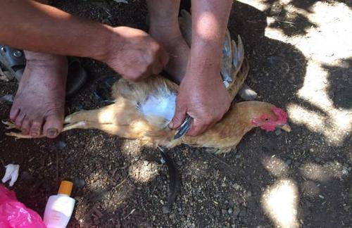 徐闻农村阉鸡神技,视频曝光!你还记得吗?