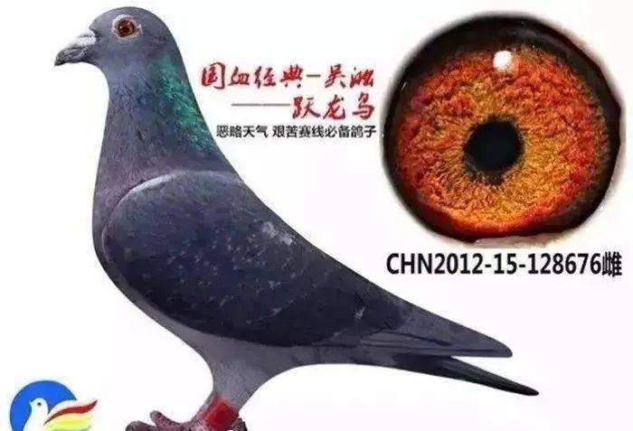 国血典范吴淞鸽的渊源,特征及性格特点