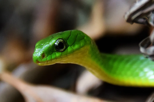 翠青蛇,竹叶青蛇