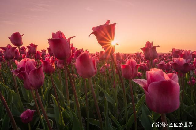 花语是永恒的爱,每年在荷兰绽放700万朵,今天才知道它