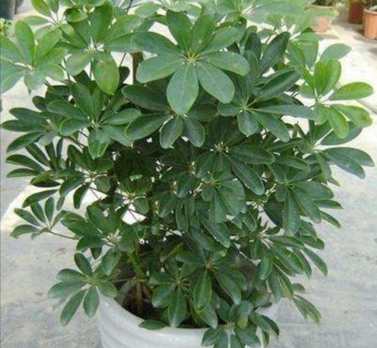 1种漂亮的植物,摆放在室内美观大方,比发财树还好养