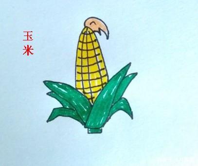 儿童简笔画:教你怎么画玉米