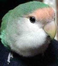 翡翠桃脸牡丹鹦鹉