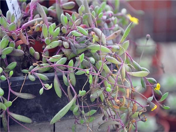 紫弦月怎么养紫弦月的养殖方法