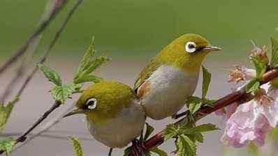 绣眼鸟怎么分公母