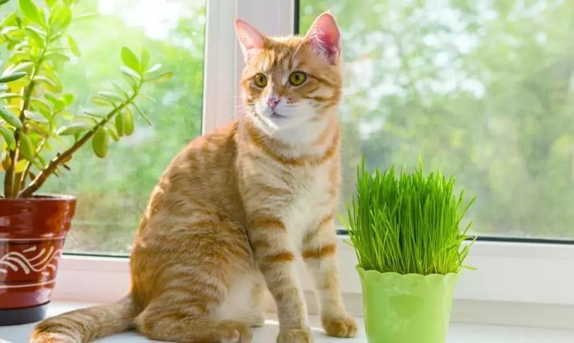 猫薄荷应该怎么给猫咪使用