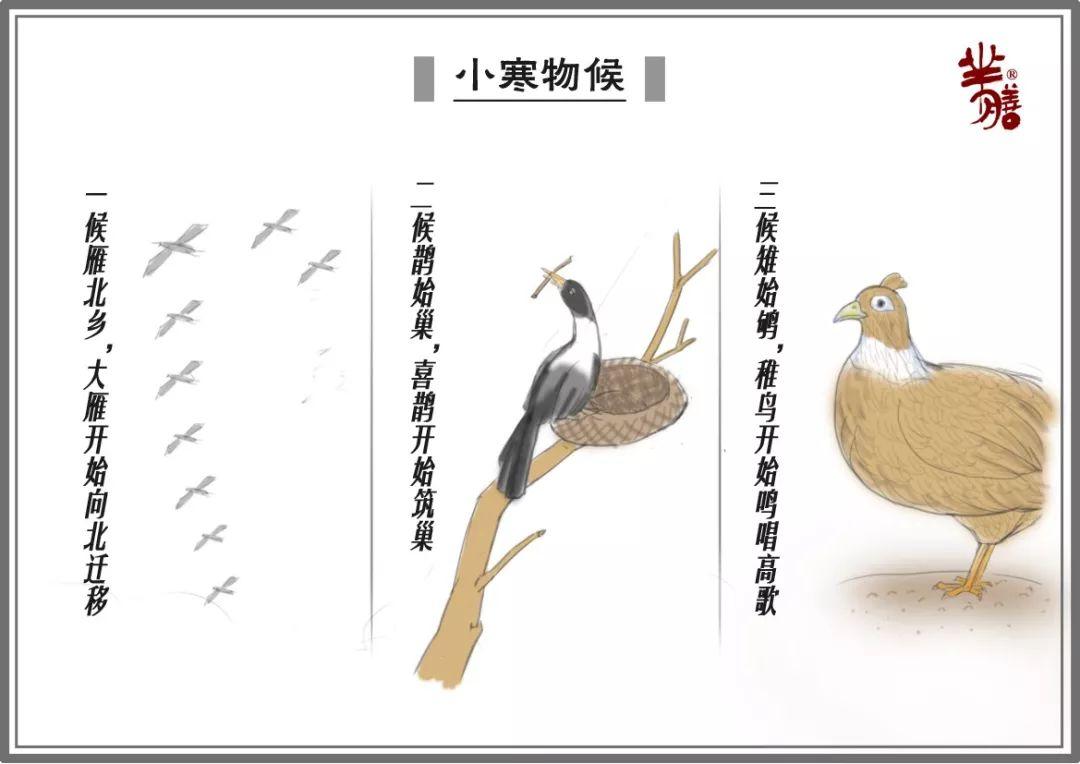 二候鹊始巢:小寒后五日"鹊始巢",喜鹊噪枝,已经开始筑巢,准备繁殖后代