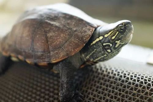 龟品种及图片大全丨中华草龟