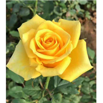 好运马 玫瑰花盆栽四季开花 月季 花苗扦插小苗花卉观