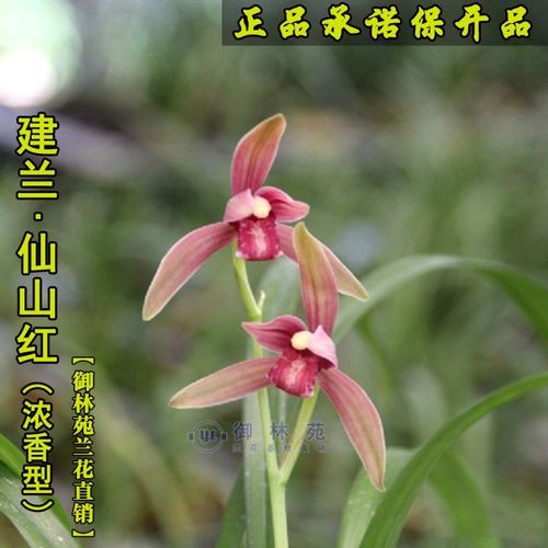 建兰仙山红兰花苗高档花卉植物盆栽花期带花苞包邮