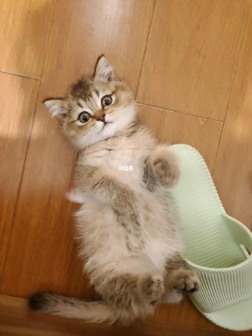 蓝猫和金渐层的儿子_蓝猫_金渐层_宠物_我的萌宠_宠物