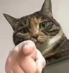 求猫猫狗狗指着你的表情包