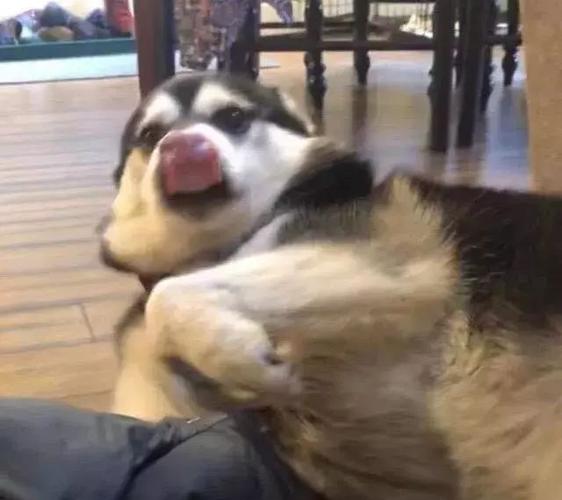 狗子舔鼻子时吸气,舌头竟然被吸进鼻孔.