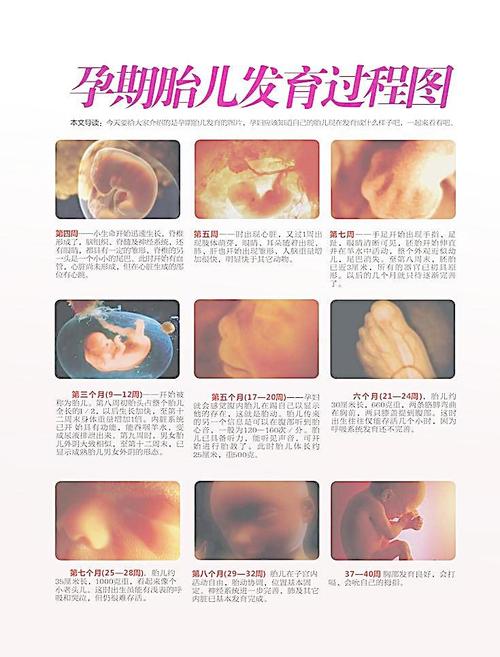 孕期婴儿发育过程图图片