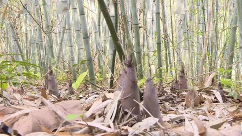 文明公园竹笋遭盗挖吃货也要有修养