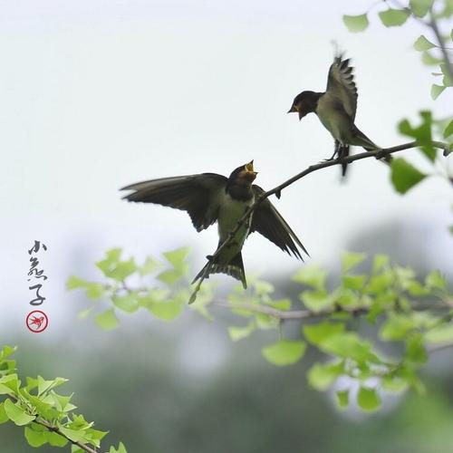 春天来了,燕子从南方飞回来了.