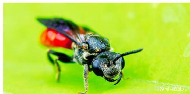 隧蜂:《昆虫记》中曾记载
