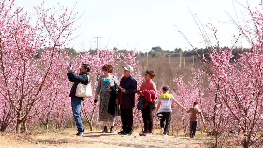 万株梅花热烈盛开 安州邀您踏春赏花