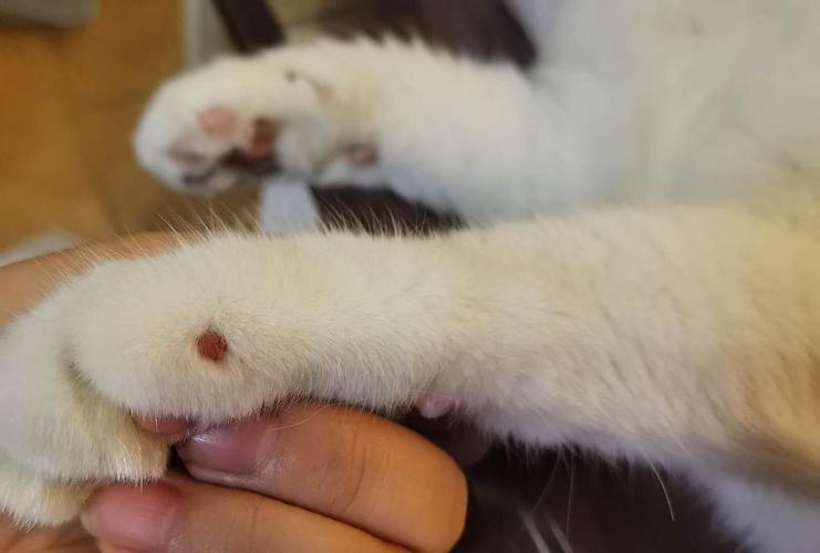 肥大细胞瘤还是普通脂肪瘤或者毛囊炎?搜索了半天也没有找到答案