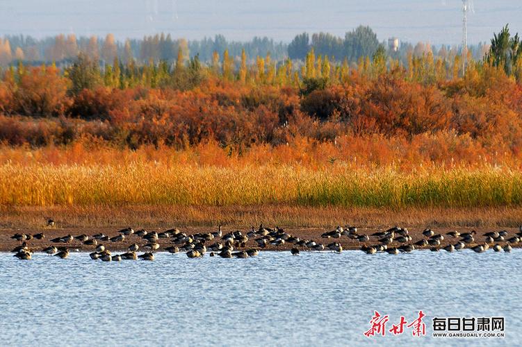 张掖黑河湿地 万鸟云集秋色美