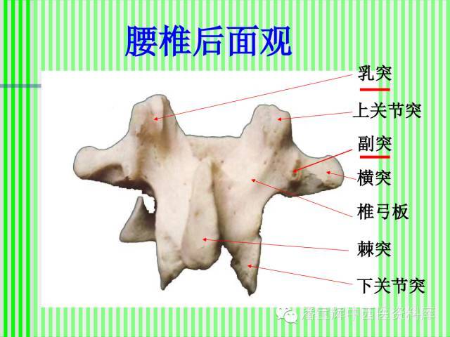 脊柱解剖图(颈胸腰椎) 内容详细图文并茂