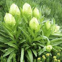 藏族雪莲花头像_微信头像图片大全