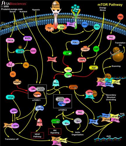 细胞信号通路ppt细胞信号通路大全上下细胞信号通路ppt mtor_pathway.