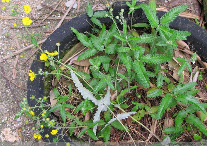 翻白草的生长环境