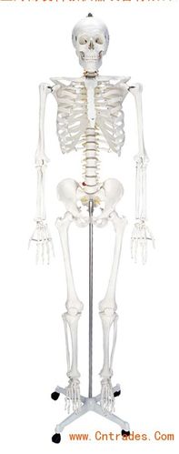 人体骸骨模型,男性全身骨骼模型,人体骨架模型170cm