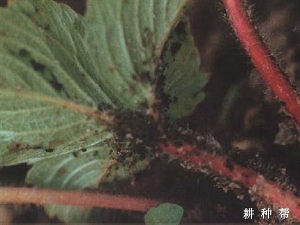 草莓长蚜虫怎么办?草莓蚜虫图片