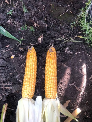 屯玉178 果穗均匀,早熟,超高产超抗病!适宜积温2000度——2200度.