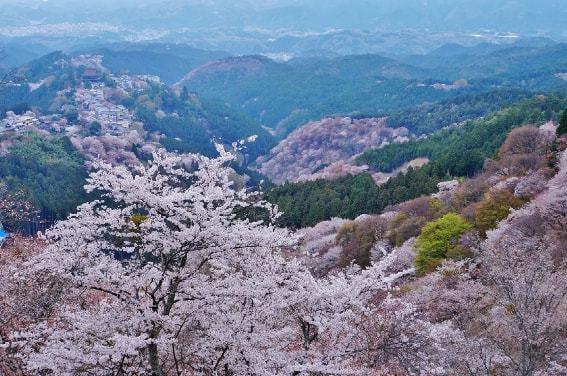 日本2022年樱花开花预报出炉盘点那些大家都爱去的赏樱名地