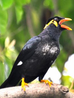 【宠物鸟】观赏鸟品种大全价格_观赏鸟类图片大全带鸟