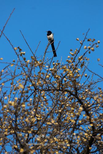 喜鹊叽叽喳喳的叫着.