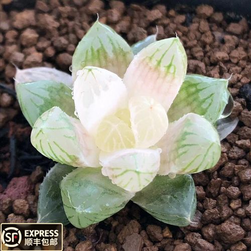 稀有品种 琥珀玉露 一物一拍 多肉植物 玉露锦 品种正宗 十二类属