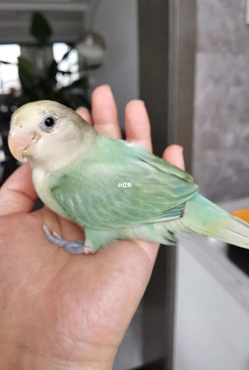 绿闪派牡丹鹦鹉_鹦鹉_牡丹_宠物_宠物其他