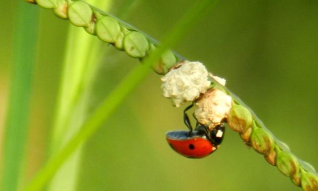 金龟子与瓢虫的区别有哪三点