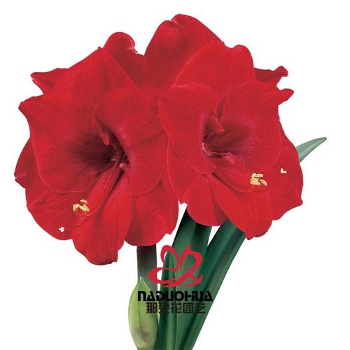 那朵花园艺 南非进口洋朱顶红种球 圣诞快乐【预售10月到货】