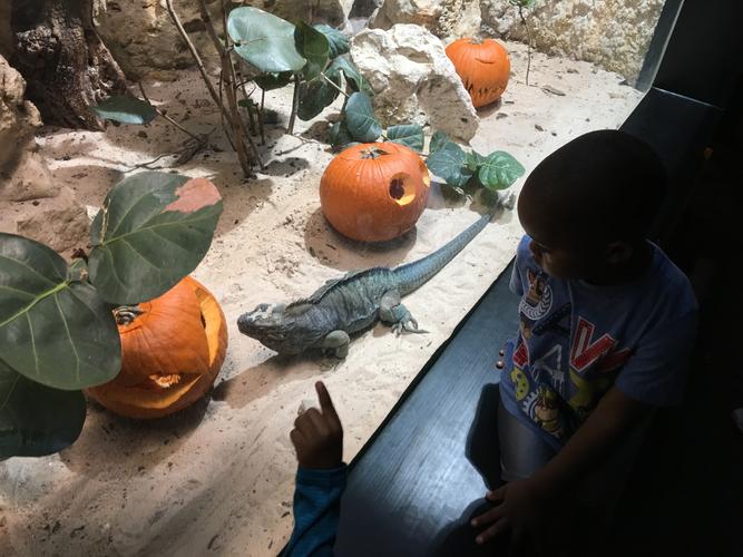 我喜欢的牙买加岩鬣蜥,这种蜥蜴长大了头上能长出像三角龙一样的三只