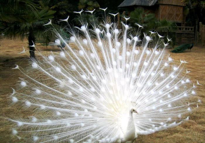 为何孔雀会进化出毫无用处的尾巴,生物学家表示:都是为了交配