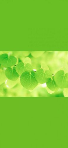 绿色护眼小清新壁纸