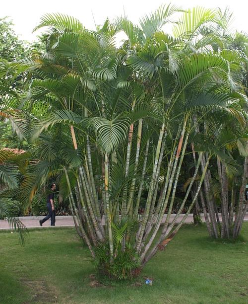销售凤尾竹种子 散尾葵种子 客厅室内盆栽绿植花卉盆景绿植种子