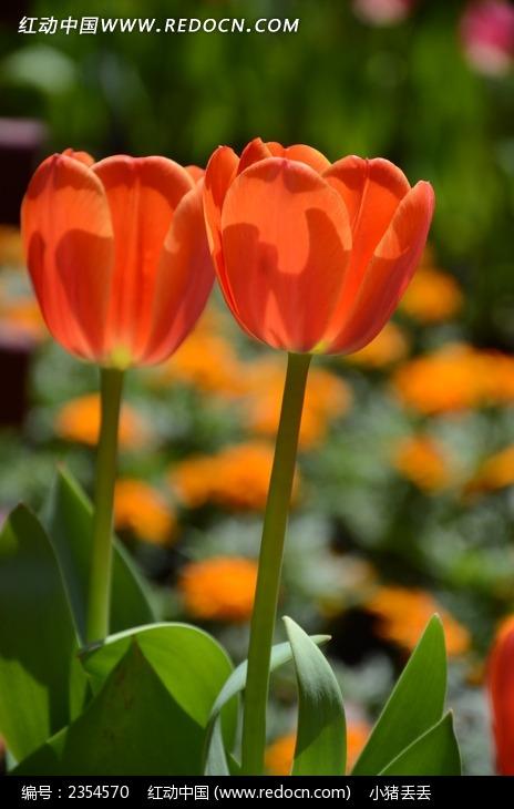 两支橙色郁金香