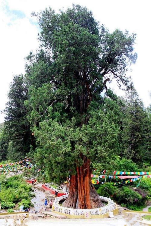 世界柏树王园林,位于西藏林芝市巴宜区巴吉村.