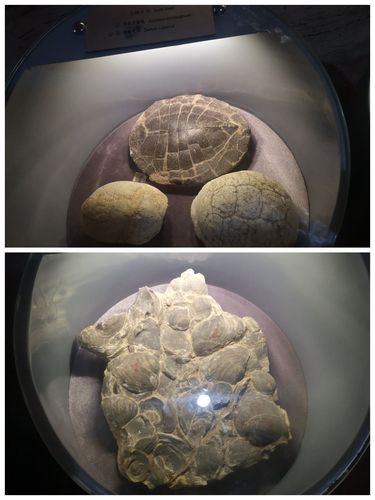珍贵的龟壳化石和蚌类化石