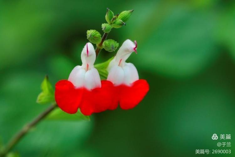 形似小鸟的樱桃鼠尾草