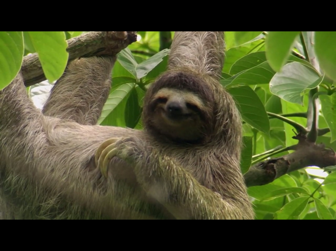 这就导致树懒先生有一种猥琐中带萌,萌中带猥琐的"网红"气质.