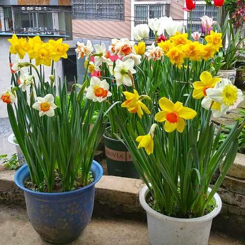 购客重瓣洋水仙花盆栽室内水培花卉风信子四季种易活桌面水养观花植物